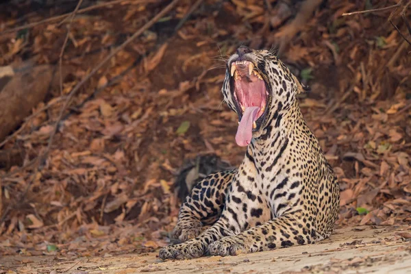 Sudamérica Brasilia Mato Grosso Sul Pantanal Jaguar Panthera Onca Bostezo — Foto de Stock