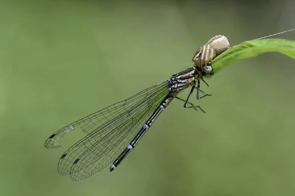 Krab Spin Aanvallende Dragonfly Blad — Stockfoto