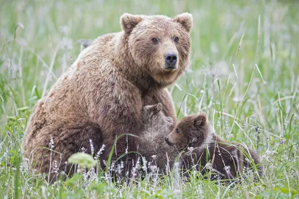 Niedźwiedź Brązowy Matkę Karmienia Bear Cubs Zielonej Trawie Kwiatami Parku — Zdjęcie stockowe