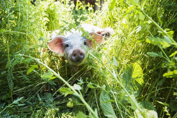 Young Domestic Pig Plants — Stock Photo, Image