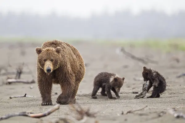Urso Castanho Com Filhotes Parque Nacional Lake Clark Preserve Alasca — Fotografia de Stock