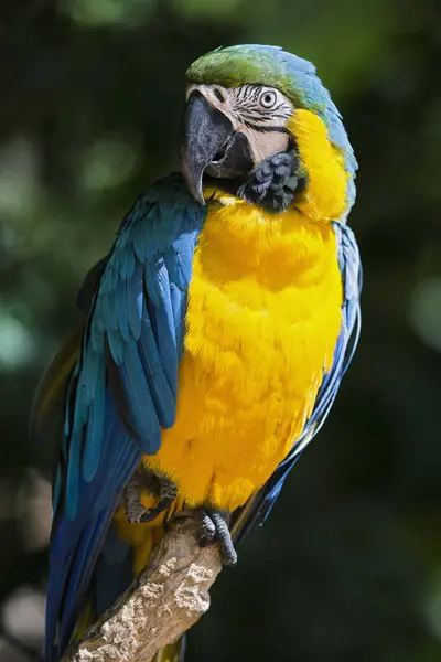 Gros Plan Portrait Aras Bleu Jaune Brésil — Photo