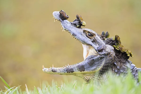 Closeup Yacare Caiman Green Grass Daytime Mato Grosso Sul Pantanal — Fotografia de Stock