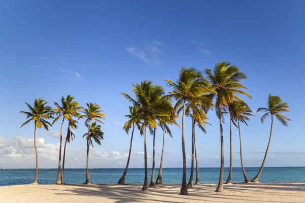 View Tropical Beach Palm Trees Daylight Dominican Republic — Stock Photo, Image