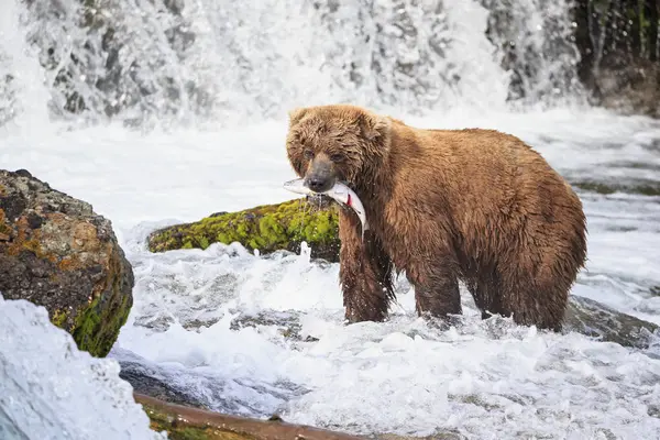 Boz Ayı Yakaladı Somon Brooks Şelalesi Katmai Milli Parkı Alaska — Stok fotoğraf