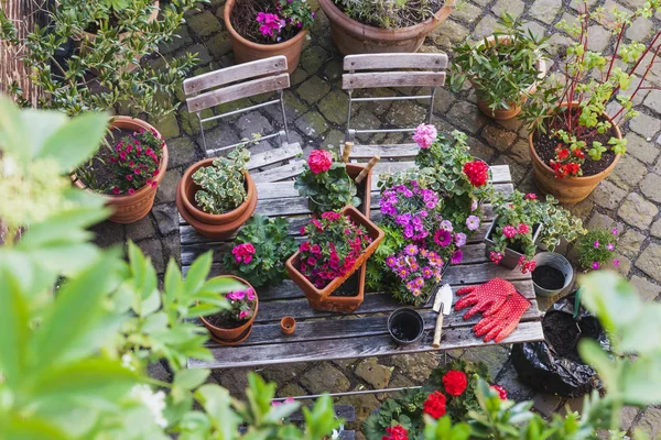 Giardinaggio Diversi Fiori Primaverili Estivi Attrezzi Giardinaggio Sul Tavolo Giardino — Foto Stock