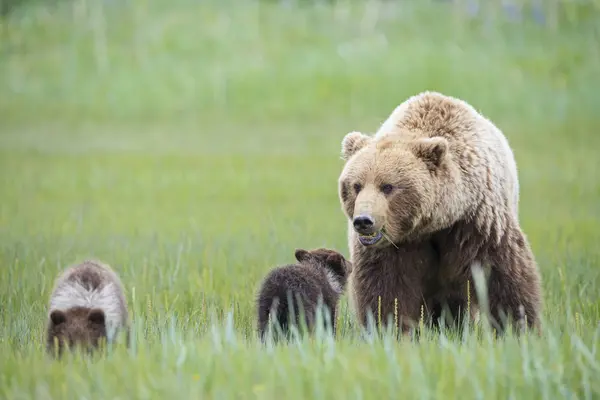 Bruine Beer Met Cubs Permanent Het Nationaal Park Lake Clark — Stockfoto