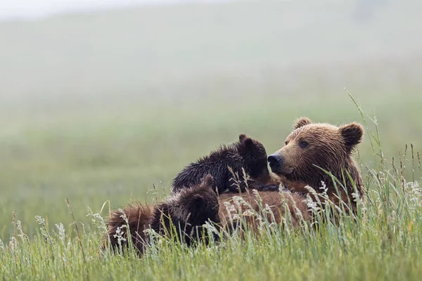 Madre Oso Pardo Alimentando Cachorros Oso Hierba Verde Con Flores — Foto de Stock