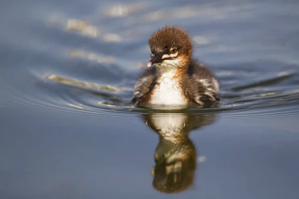 Goosander Chick Swimming Pond Front View — Stock Photo, Image