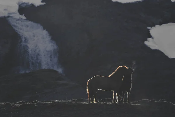 Исландия Две Исландские Лошади Сумерках — стоковое фото