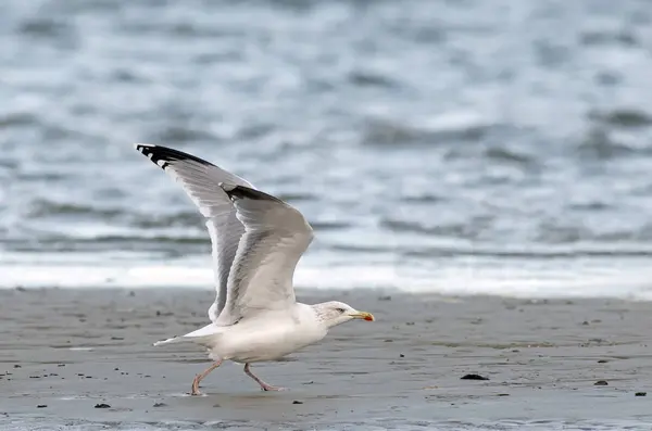 Németországban Schleswig Holstein Ezüstsirály Larus Argentatus — Stock Fotó