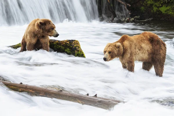 Dwa Niedźwiedzie Brunatne Żerowania Brooks Falls Parku Narodowego Katmai Alaska — Zdjęcie stockowe
