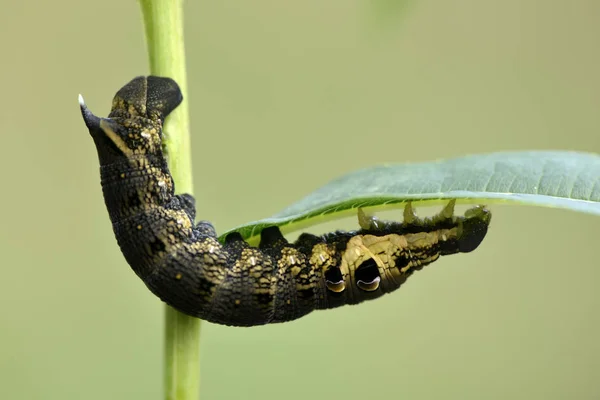 Ngiltere Fil Hawk Güve Caterpillar Yaprak Üzerinde Deilephila Elpenor — Stok fotoğraf