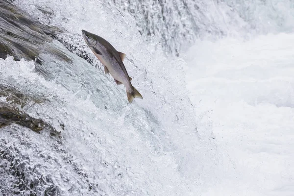 Verenigde Staten Alaska Katmai Nationalpark Koningszalm Brooks Falls Zalm Uitvoeren — Stockfoto