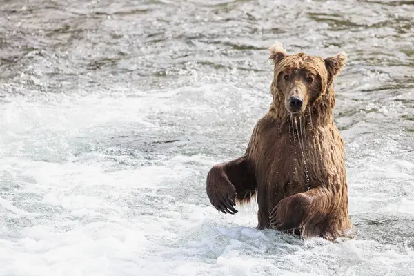 Καφέ Αρκούδα Αναζήτηση Τροφής Στο Brooks Falls Στη Διάρκεια Της — Φωτογραφία Αρχείου