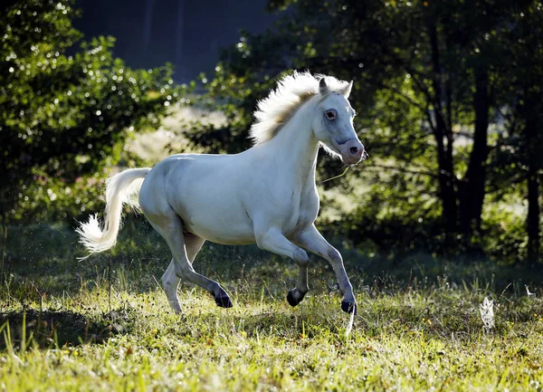 Germany Welsh Pony Galloping Green Grass — Stock Photo, Image