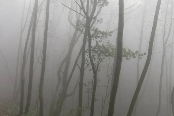 Spain Canary Islands Palma Foggy Forest Cumbre Nueva Brena Alta — Stock Photo, Image