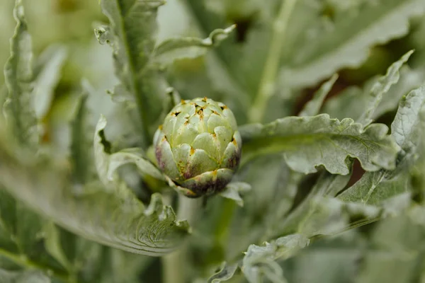 Weergave Van Detail Van Een Plant Macro Weergave — Stockfoto