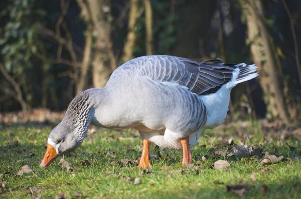 Deutschland Hessen Limburg Gans Frisst Gras Auf Wiese — Stockfoto