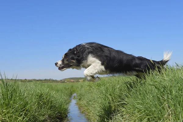 边境牧羊犬跳过沟在草地上 — 图库照片