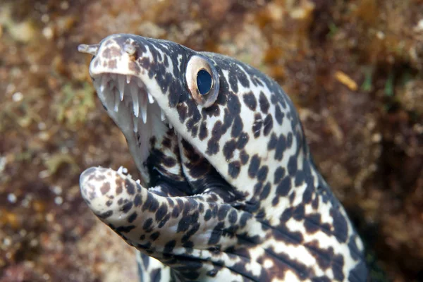 Karibik Curaçao Schnürmoräne Gymnothorax Favagineus — Stockfoto