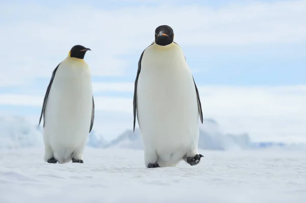 Antarctica Antarctic Peninsula Snow Hill Island Two Emperor Penguins Aptenodytes — Stock Photo, Image
