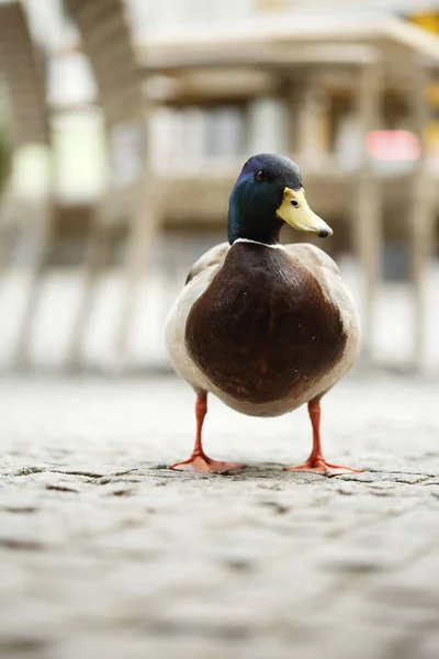 Mallard Drake Anas Platyrhynchos Vista Perto Pato Mercado — Fotografia de Stock