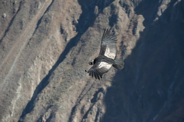 Peru Colca Schlucht Anden Kondor Vogel Fliegt Über Die Berge — Stockfoto