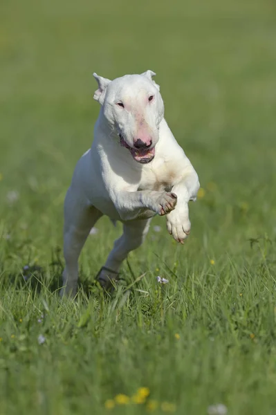 Bull Terrier Running Meadow Mouth Open — Stock Photo, Image
