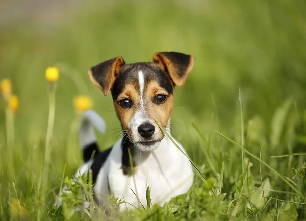 Jack Russel Puppy Liggend Gras — Stockfoto