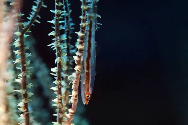 Oman Daymaniyat Eilanden Bryaninops Youngei Onder Water — Stockfoto