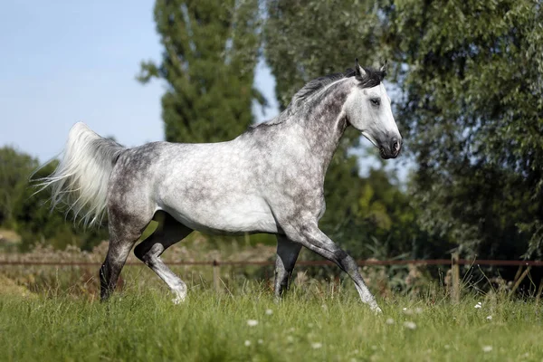 Wuerttemberger Caballo Gris Galopando Prado —  Fotos de Stock