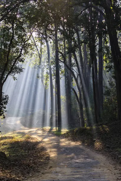 Utsikt Över Skogen Med Shala Träd Jim Corbett National Park — Stockfoto