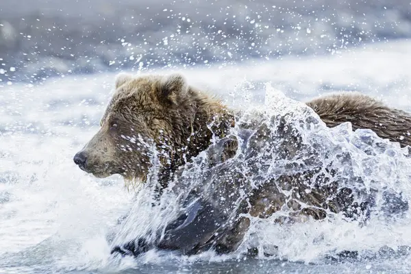 Αρκούδα κυνήγι σολομό σε ασήμι σολομό Κρικ — Φωτογραφία Αρχείου