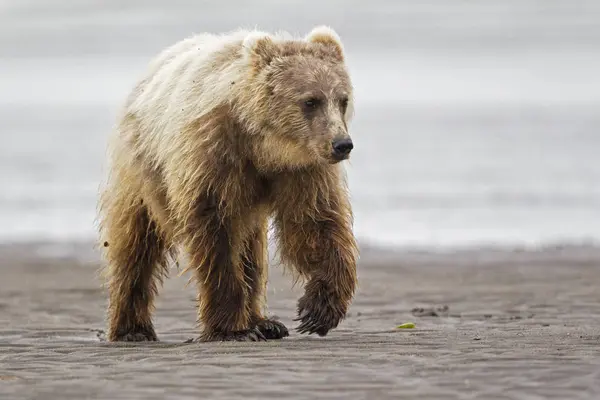 Brown bear cub walking — Stock Photo, Image