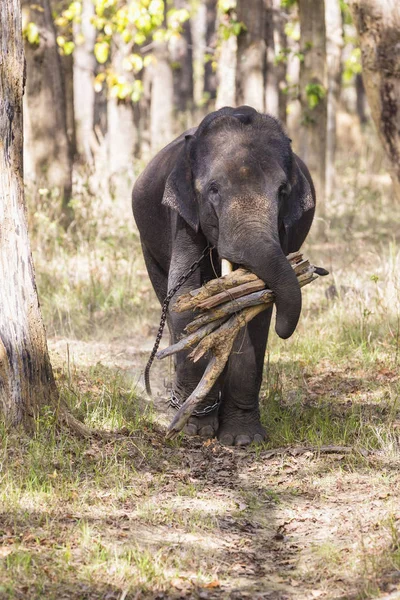 Éléphant d'Asie portant du bois — Photo