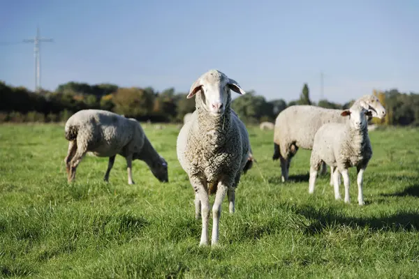 Pâturage Des Moutons Sur Prairie Regardant Caméra — Photo