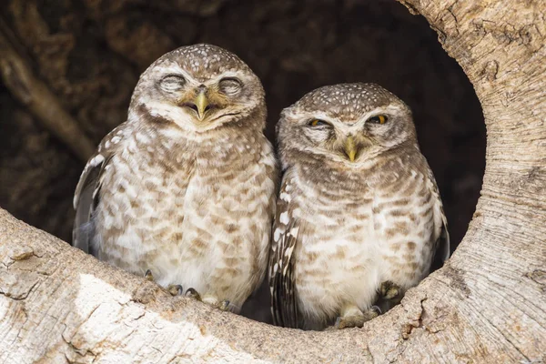 Kanha Milli Parkı Madhya Pradesh Hindistan Ağaç Deliğe Benekli Owlets — Stok fotoğraf