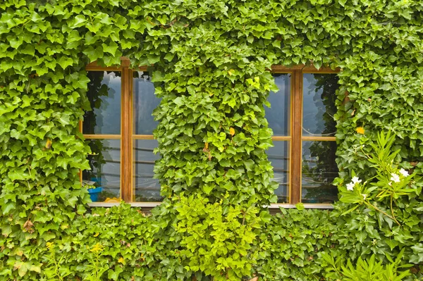 Österreich Oberösterreich Hallstatt Blick Auf Haus Mit Efeu Bedeckt — Stockfoto