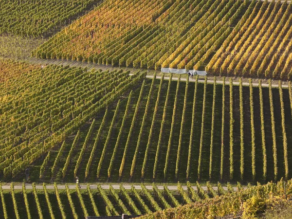 Германия Рейнланд Пфальц Вид Виноградники Долине Ахр Дневное Время — стоковое фото