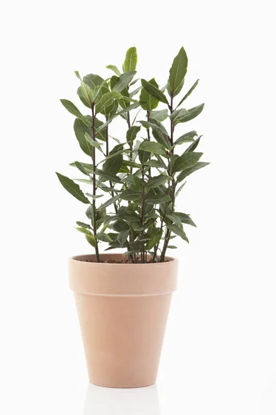 Plantas Laurel Maceta Beige Sobre Fondo Blanco — Foto de Stock