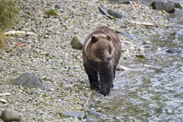 Niedźwiedź brunatny, spacer nad jeziorem nieopodal rzeki — Zdjęcie stockowe