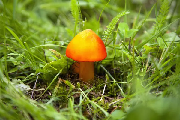 Orange svamp i gröna skogen moss — Stockfoto