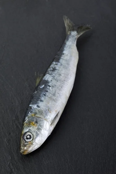 Celé čerstvé sardinky — Stock fotografie