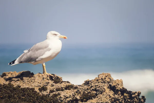 Vista Acercamiento Gaviota Sobre Roca Contra Agua —  Fotos de Stock