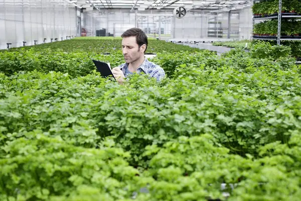 Człowiek w cieplarnianych pomiędzy roślinami pietruszka — Zdjęcie stockowe