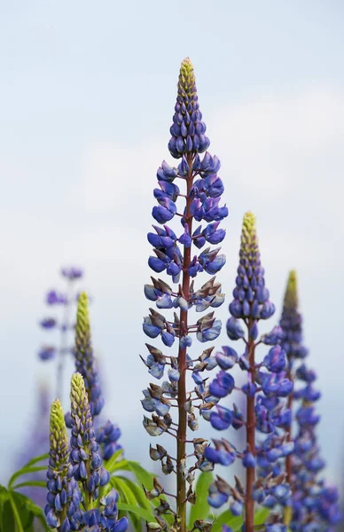 背景の青空と満開ルピナスの花のクローズ アップ — ストック写真