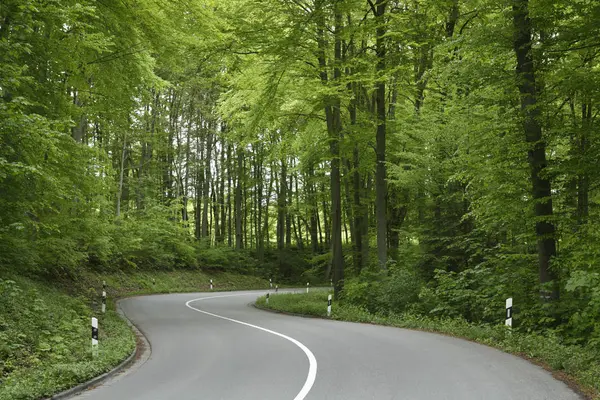 空的路通过 Boardleaf 森林在巴伐利亚 — 图库照片