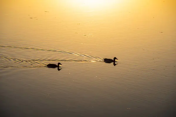 Patos nadando en el lago en la luz del amanecer — Foto de Stock