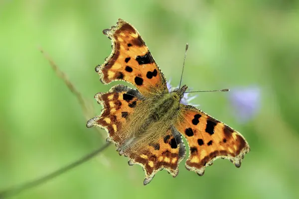 Papillon assis sur la fleur — Photo